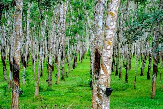 Rubber cultivation to be boosted in Tripura